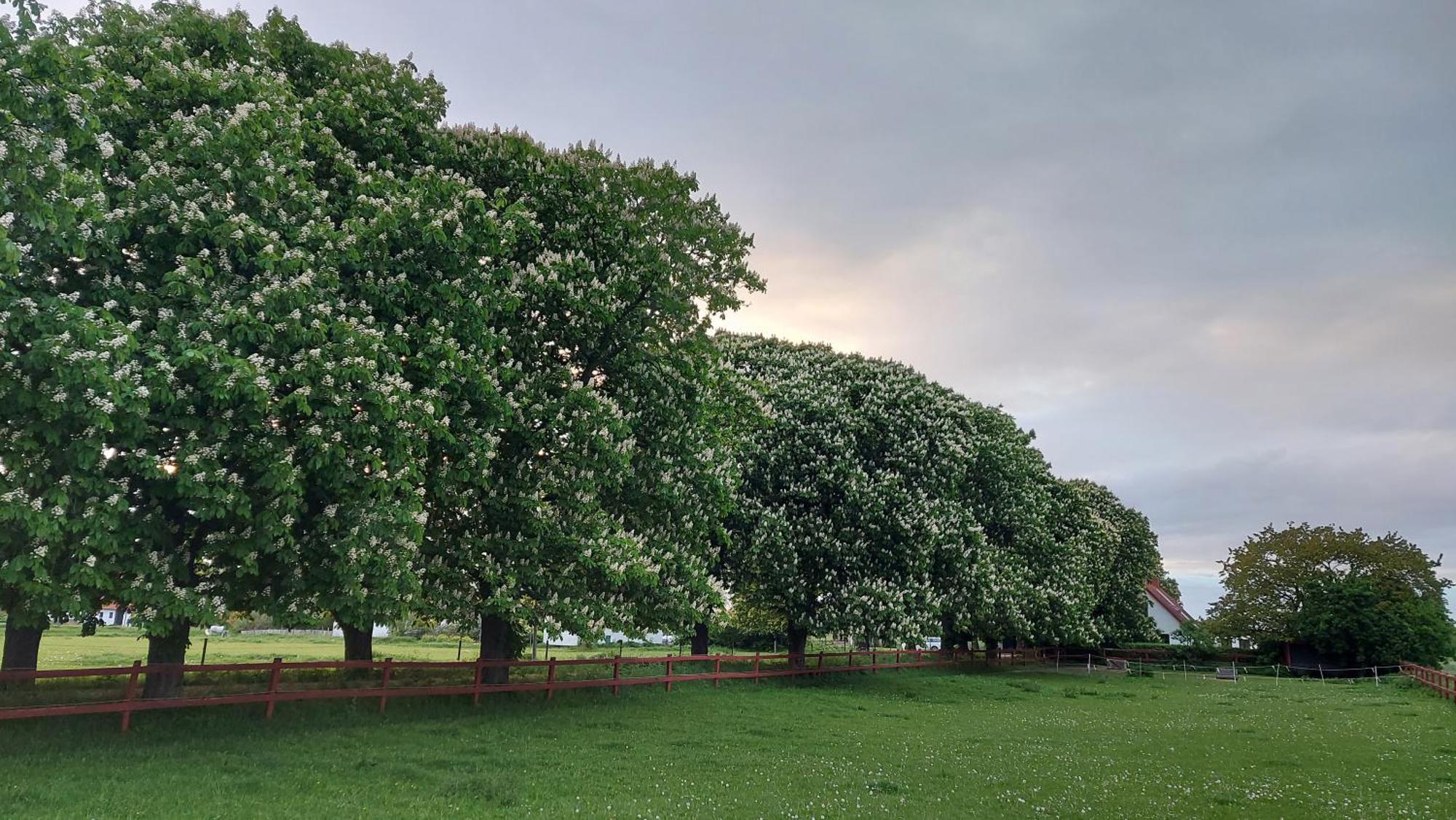 Lantligt Och Lugnt Boende Naera Natur Och Stad Svedala Екстериор снимка